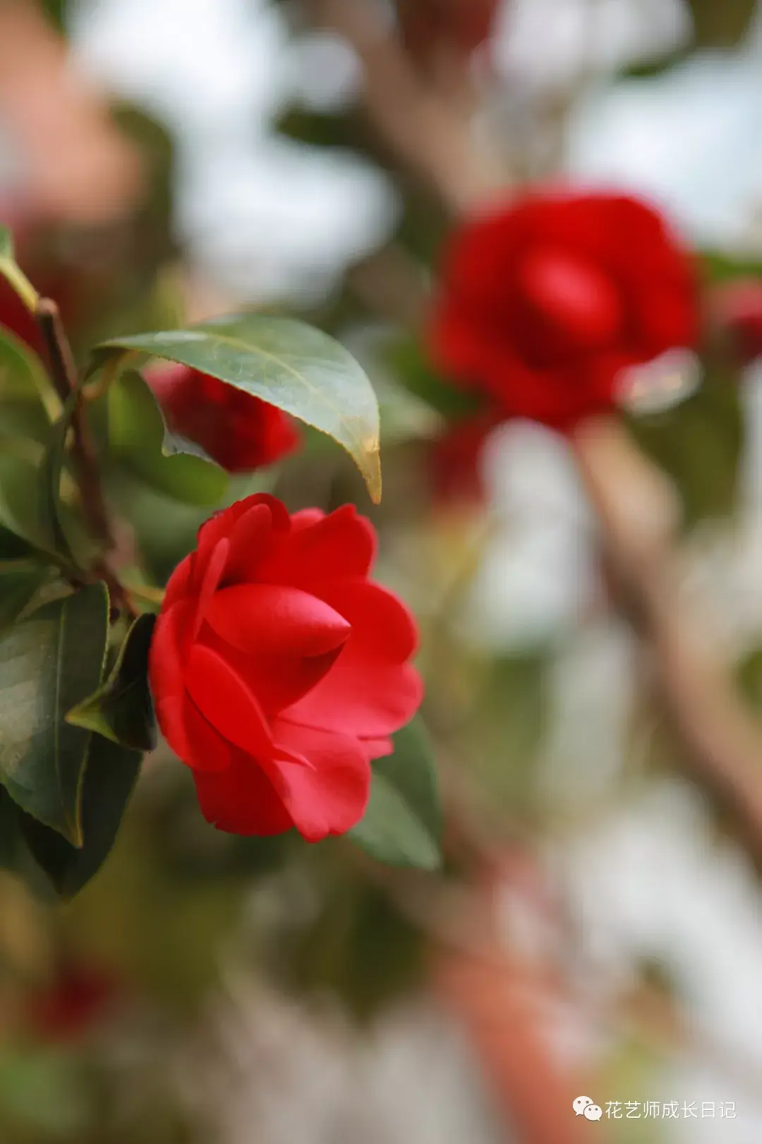 植物图鉴娇而不艳山茶花