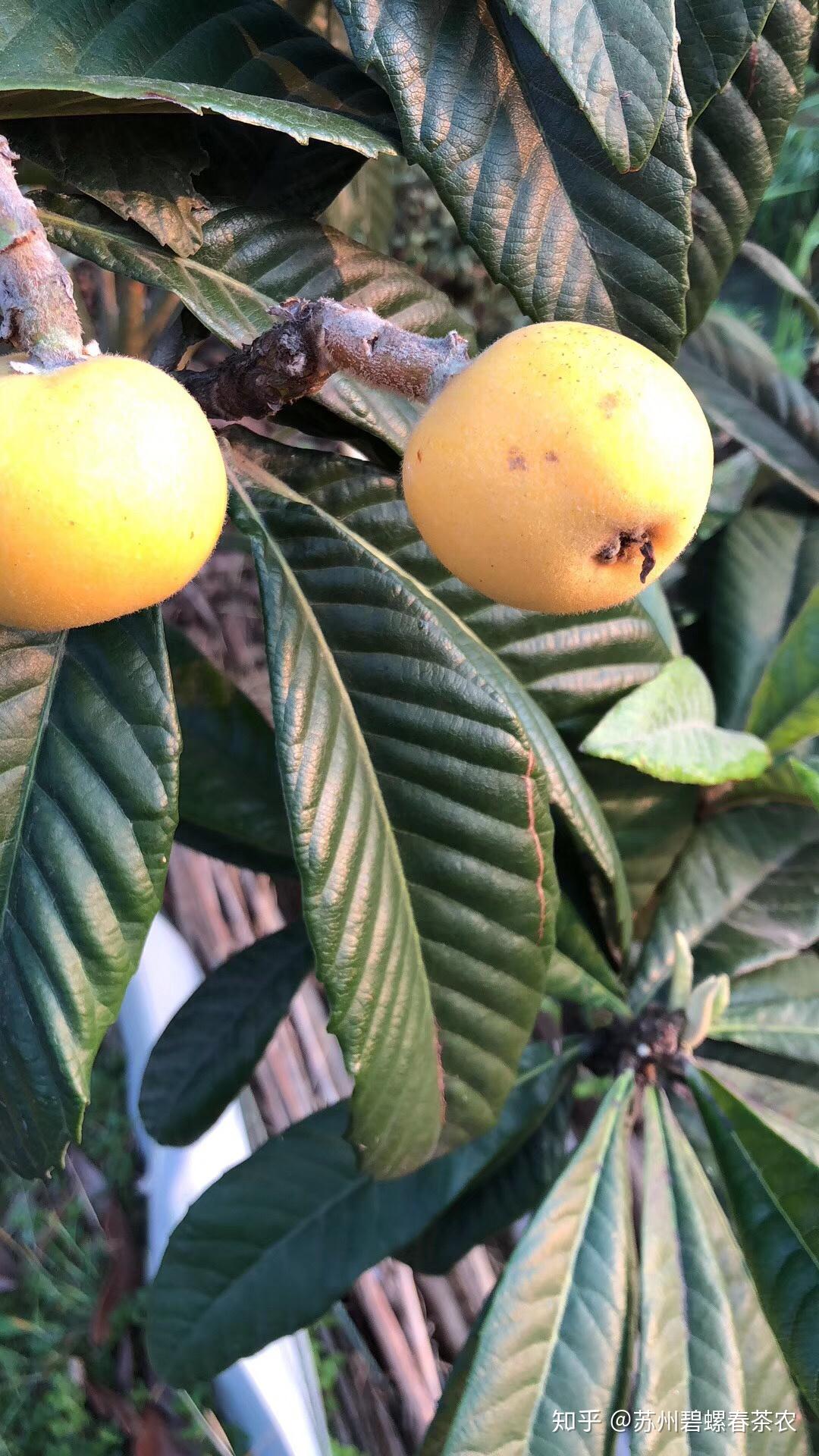 苏州东山白玉枇杷甜蜜的生活