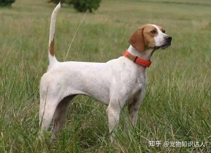 养狗,就推荐你养"翘尾巴"的,忠心又好养!