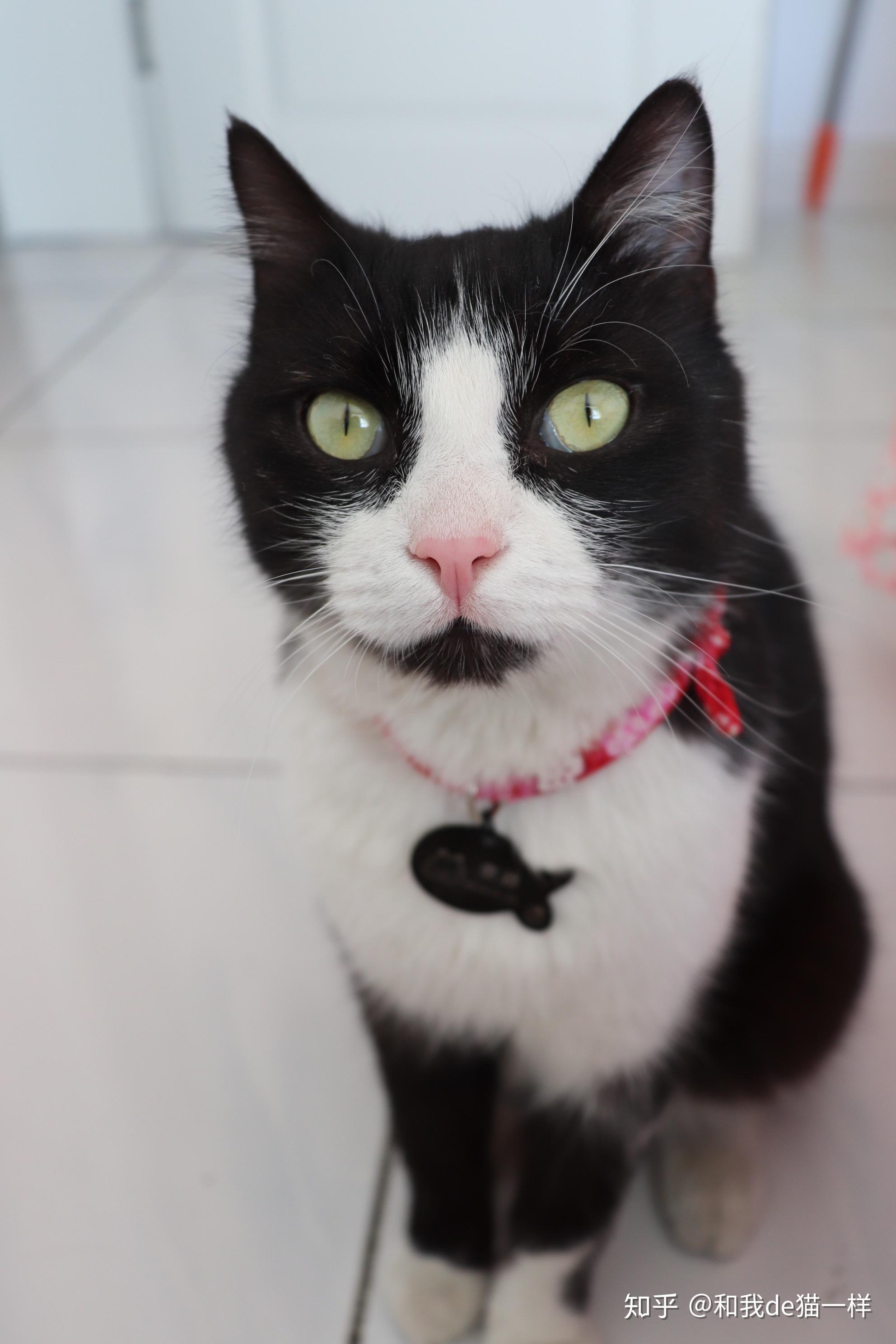 拥有一只常见品种的不常见花色的猫是什么体验?