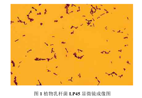 植物乳杆菌lp45:肠道健康的守护神