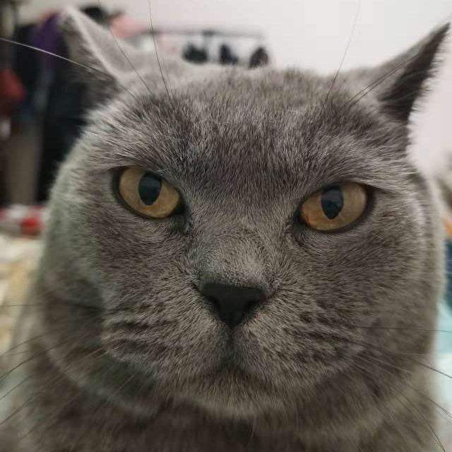 swaysj