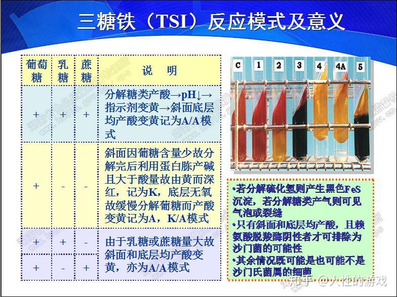 克氏三糖铁图片