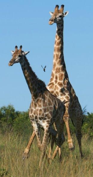 雄性长颈鹿会尝雌性长颈鹿的尿液来判断雌性是否到了排卵期