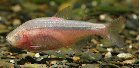 神奇的洞穴鱼侧线助力水下流场传感器开发