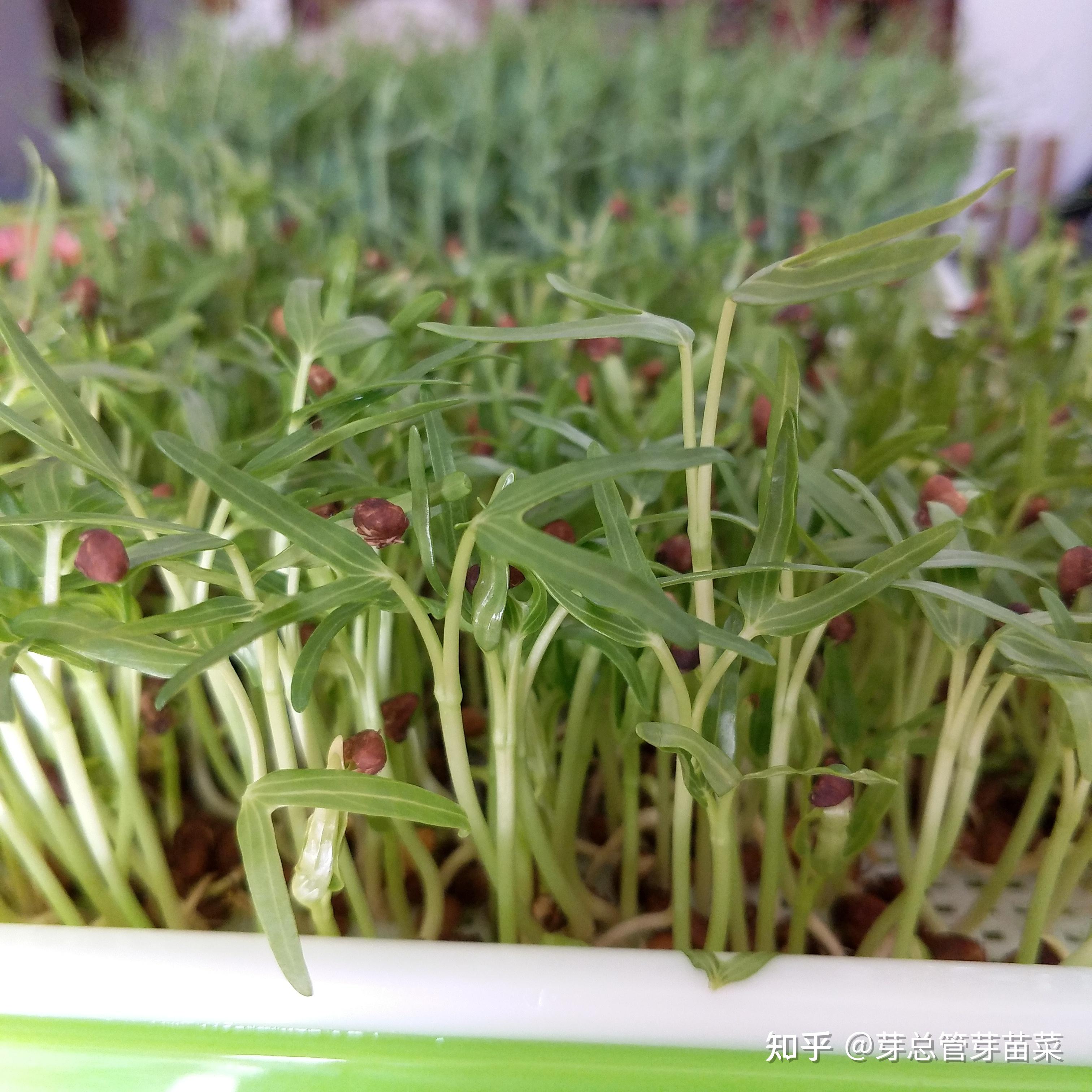 菜多多智能种植机水培水耕蔬菜家庭室内无土栽培设备芽苗菜种植箱-阿里巴巴