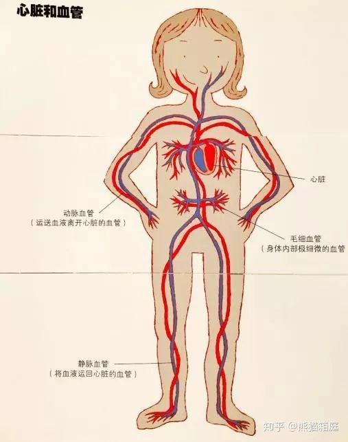 ④ 循环系统——淋巴腺生长速度非常快,到青少年期下降.