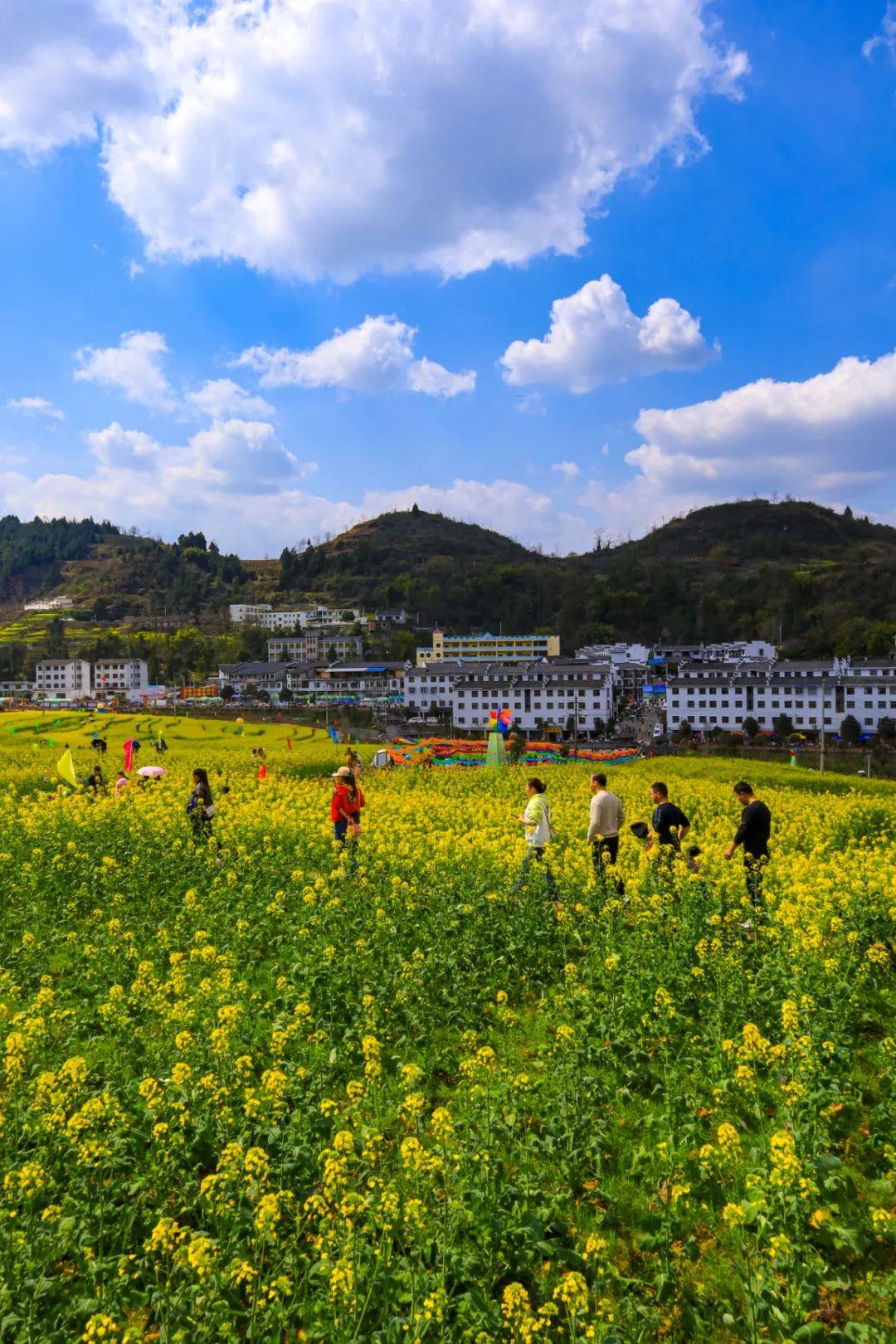 开了!正安桐梓居千亩油菜花开了!快来打卡拍照 - 知乎