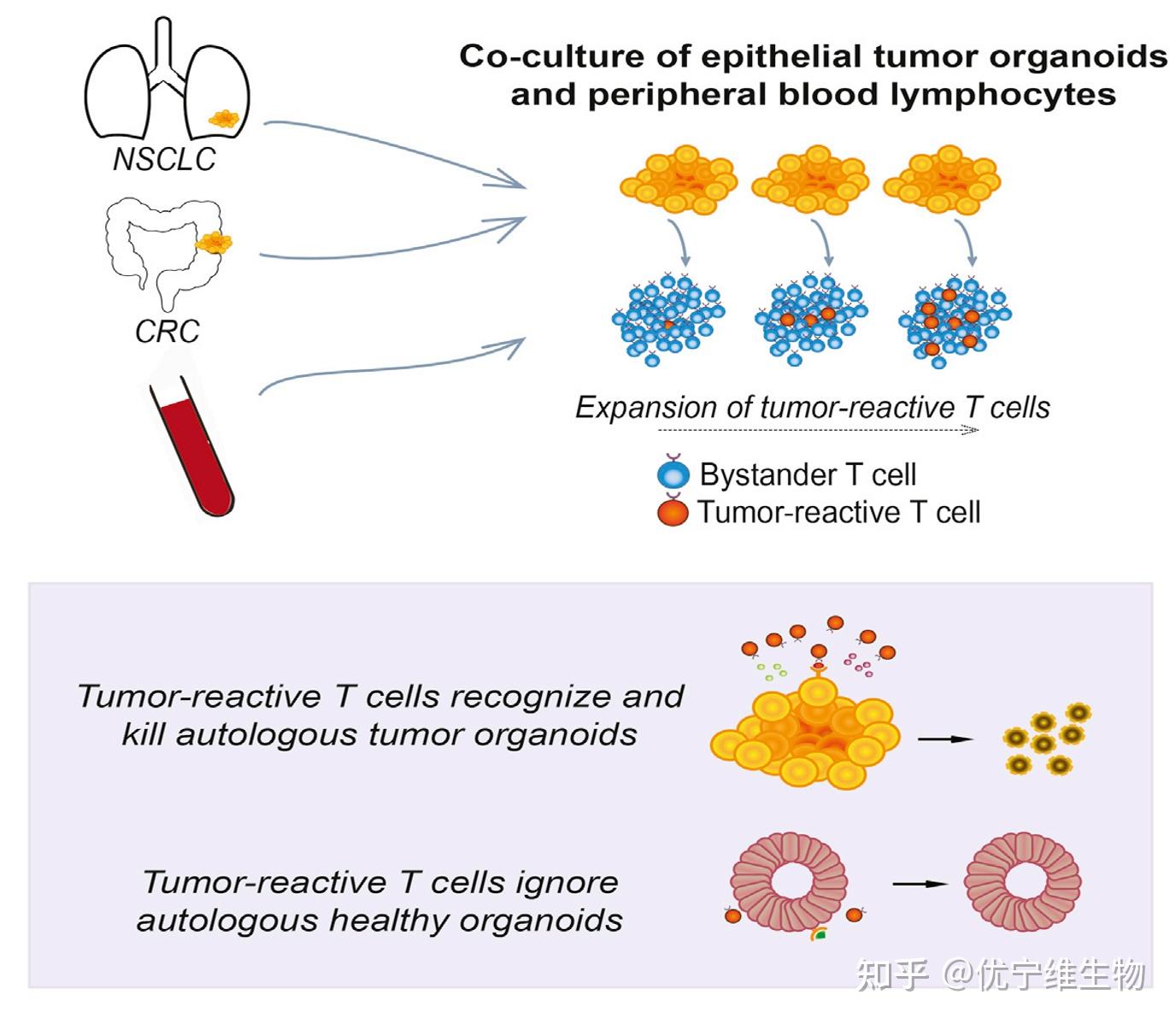 免疫共培养之——类器官 - 知乎