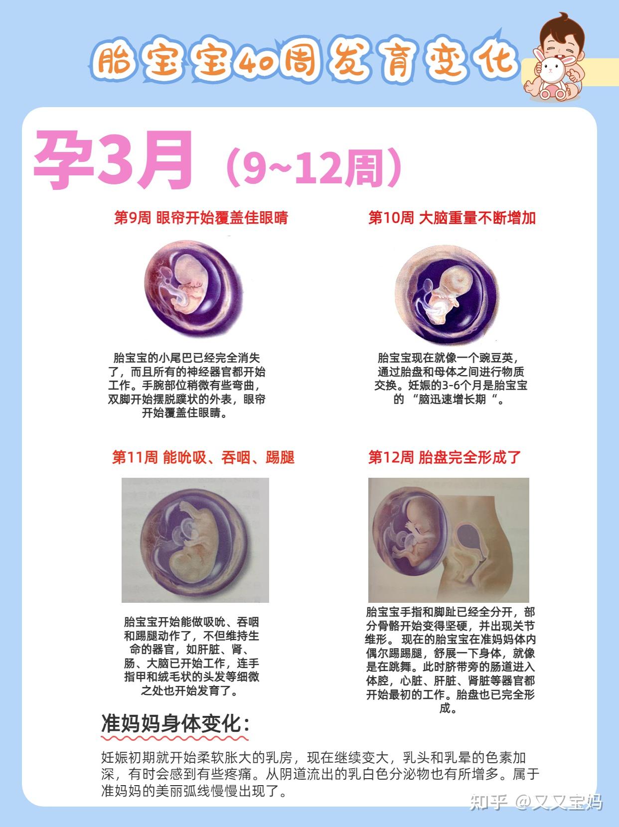 孕期全攻略新手爸妈孕育完整指南