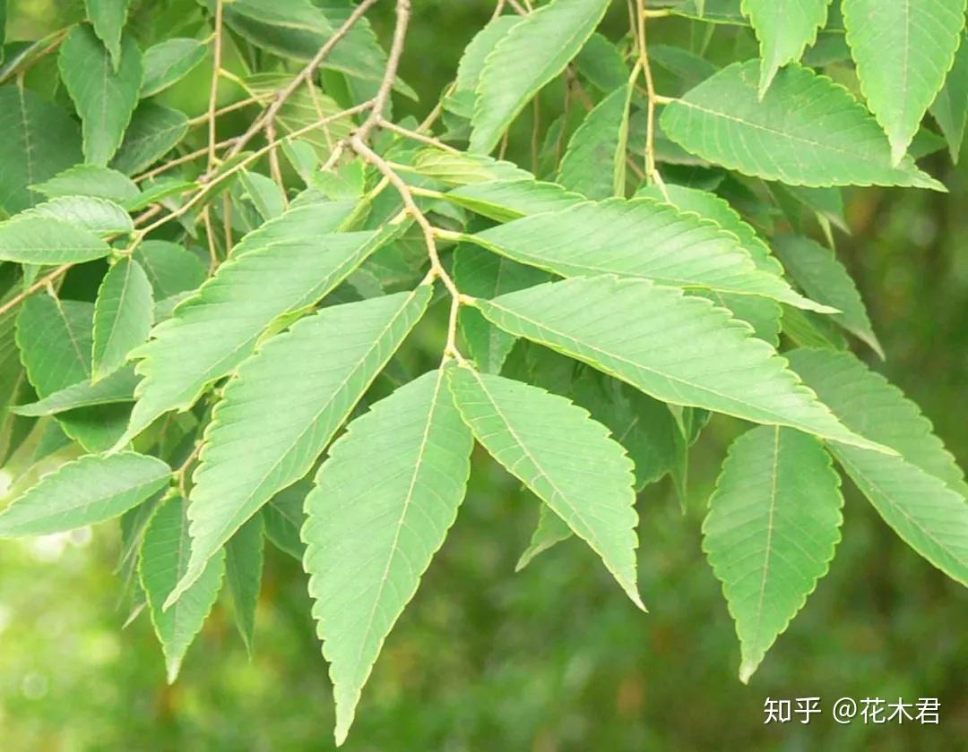 榉树盆景:一“榉”成名天下知 - 知乎