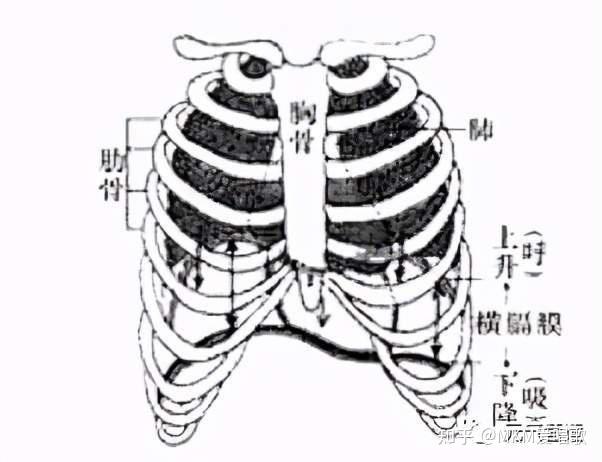 叉状肋 zhuanlan.zhihu.com