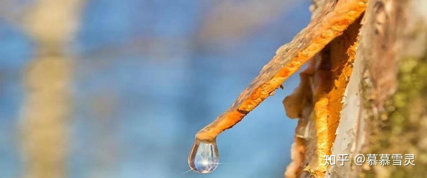 痛不痛天注定白桦树汁让你告别痛风