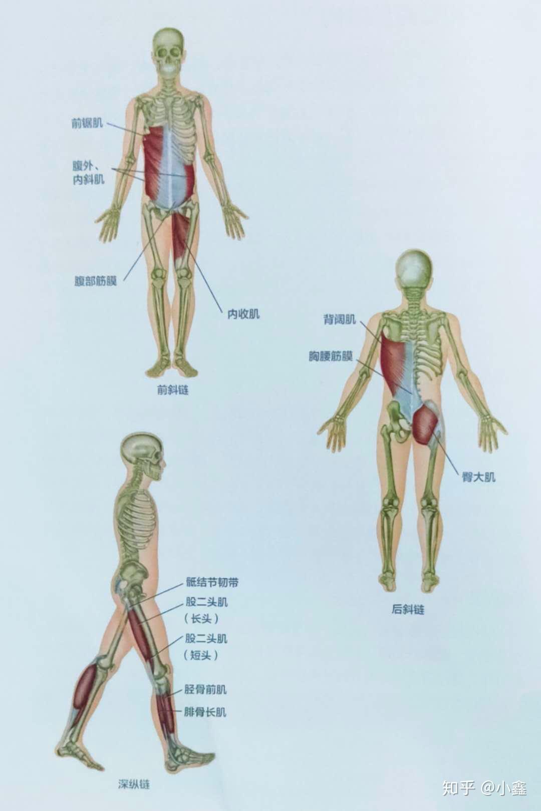 髋关节和骨盆的肌肉