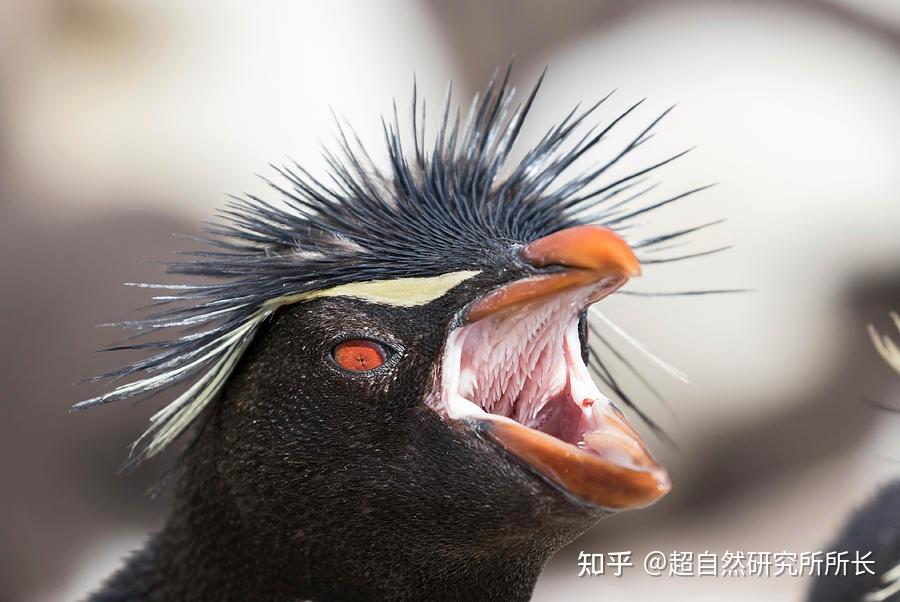 啄木鸟为什么不会得脑震荡?动物们的舌头到底有多逆天?