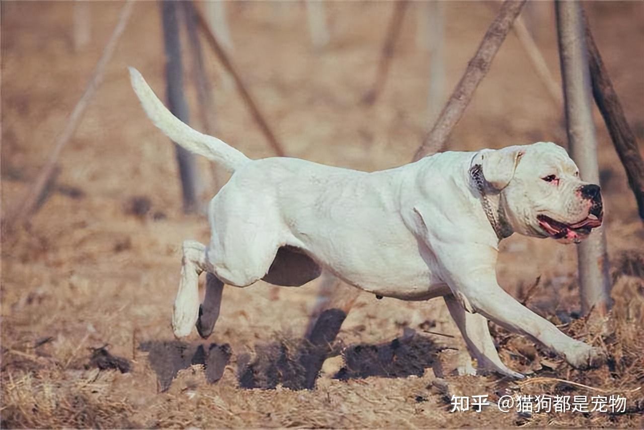 广东狗场出售杜高犬包品质广州杜高犬多少钱一只 - 狗市场