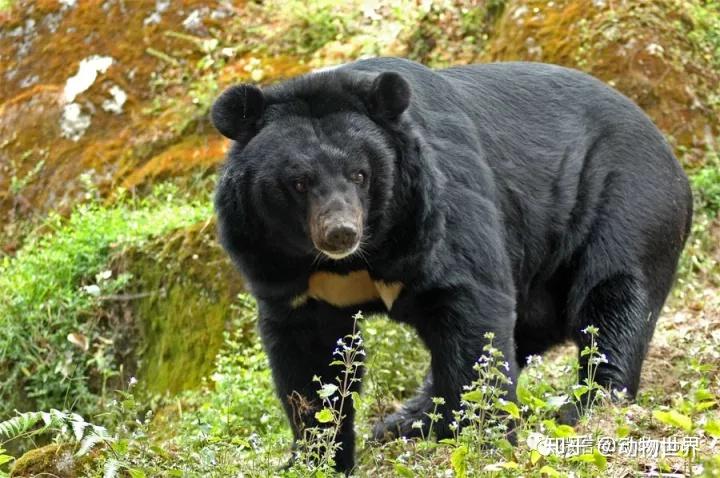 黑熊东北亚种图片