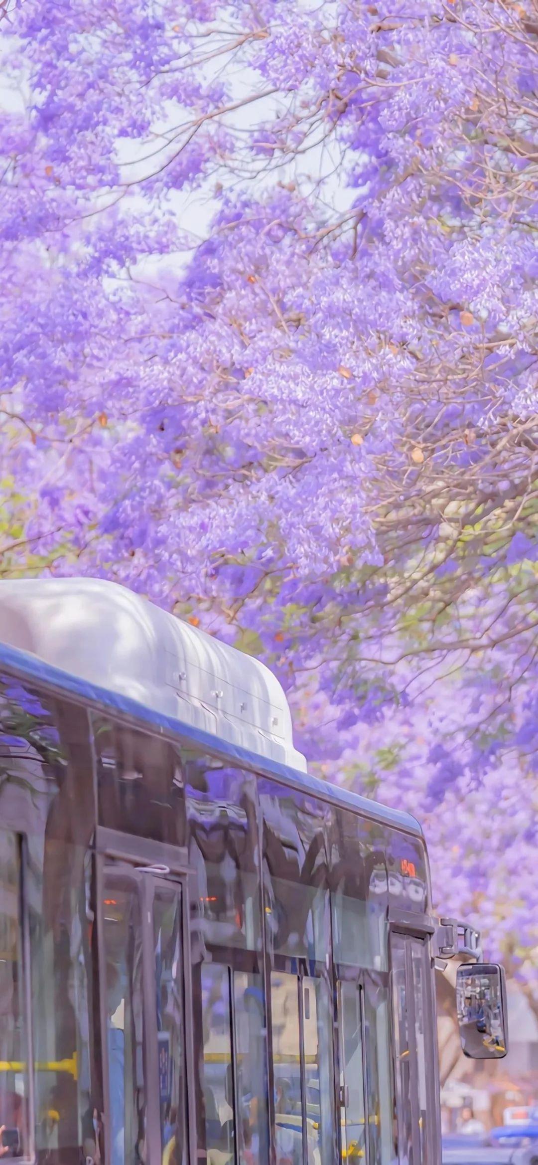 壁纸浪漫紫色系蓝楹花合集