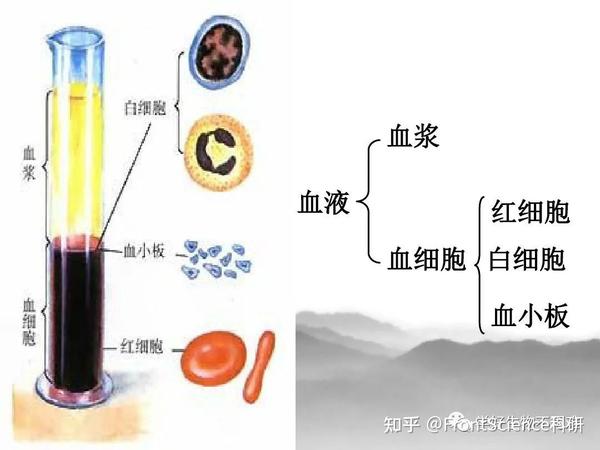 【辨析】血液、血浆、血清、血细胞的区别 - 知乎