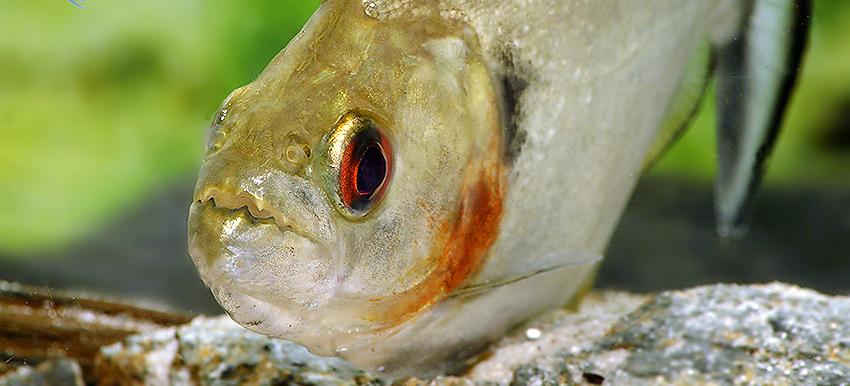 水虎鱼科普这种鱼恐怖片常用