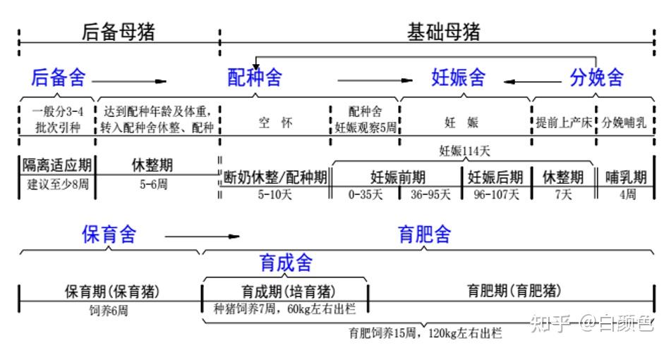 1年按365天算,然后我们按母猪的繁殖周期为147天,也就是21周,生产成绩