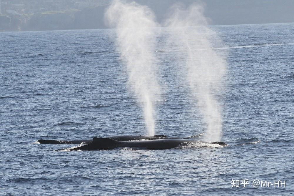 鲸鱼喷水形成水柱(gowhalewatchingsydney.