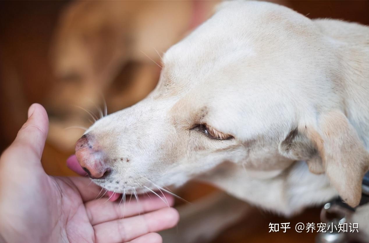 狗狗最爱闻的几种味道你身上有狗子就会黏着你