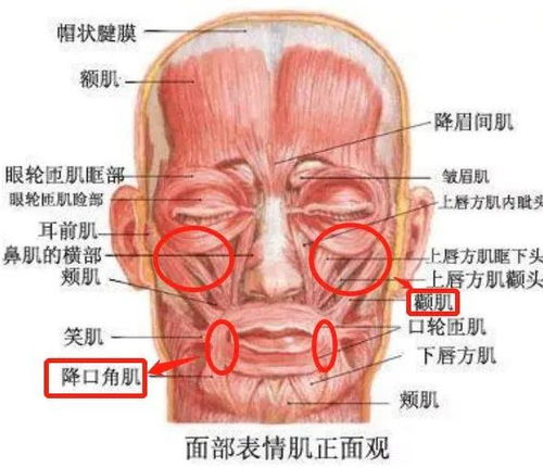 提颧肌图片图片