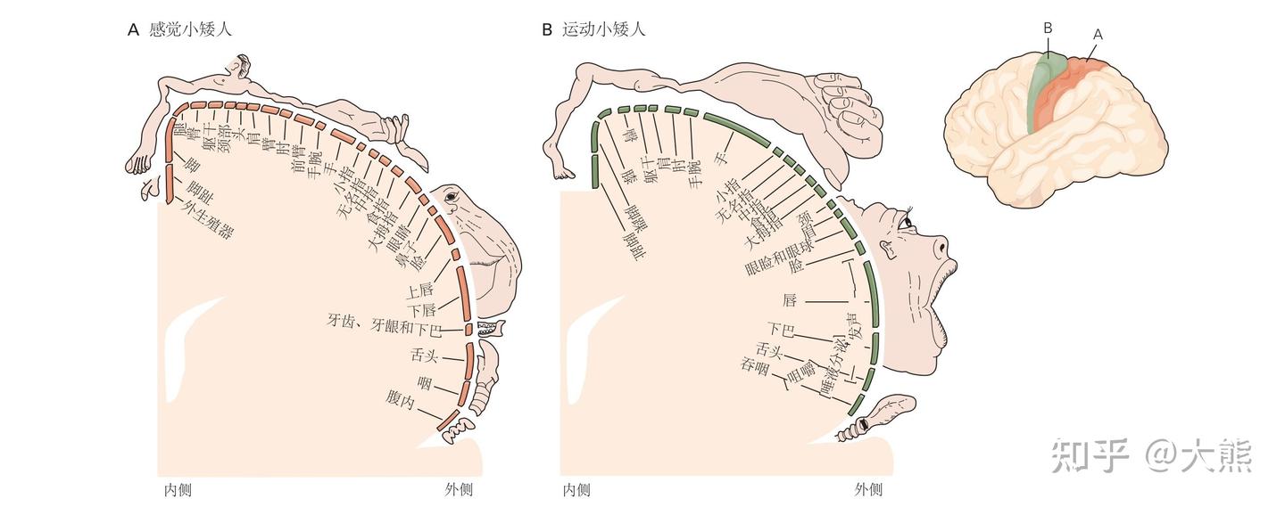 多感官整合下三维记忆、额颞叶临时突触与主意识的形成机制 - 知乎