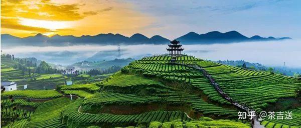 茶百科之古丈毛尖