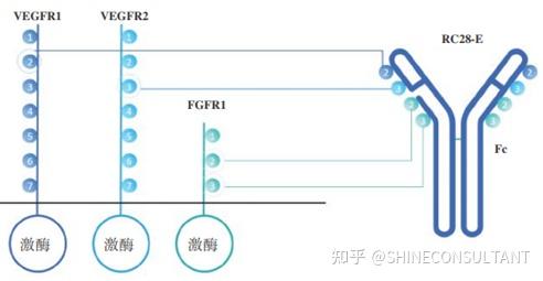 代償vegf通路的功能,為目前靶向vegf的眼科疾病治療帶來很大的困難