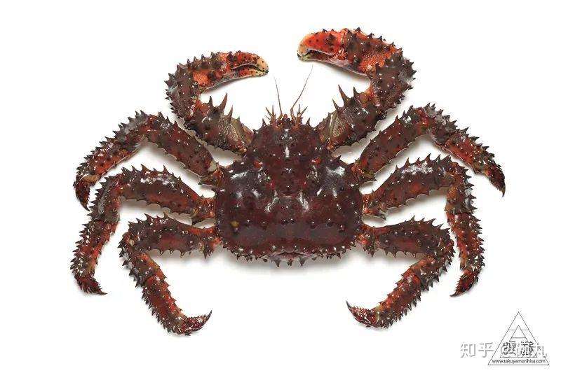 花咲蟹你知道日本的三大蟹划掉四大蟹吗