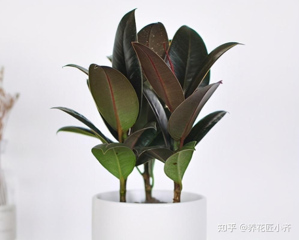 v2-643cd381ec6fe5c2a7fef72ee56f6c8e_r.jpg