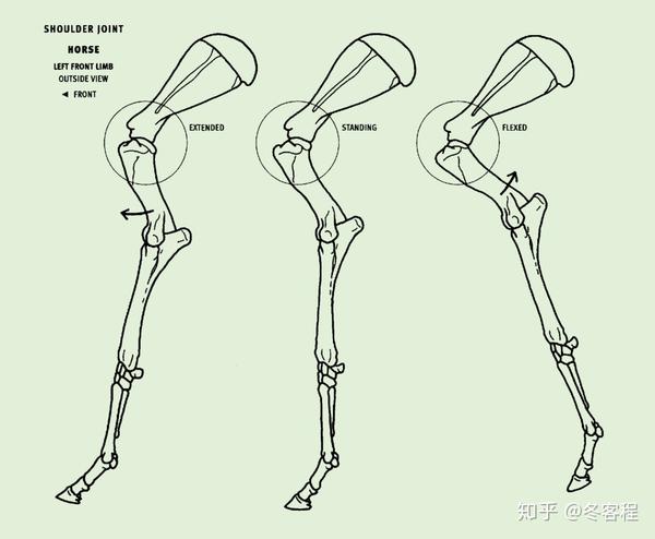 动物骨骼关节和运动