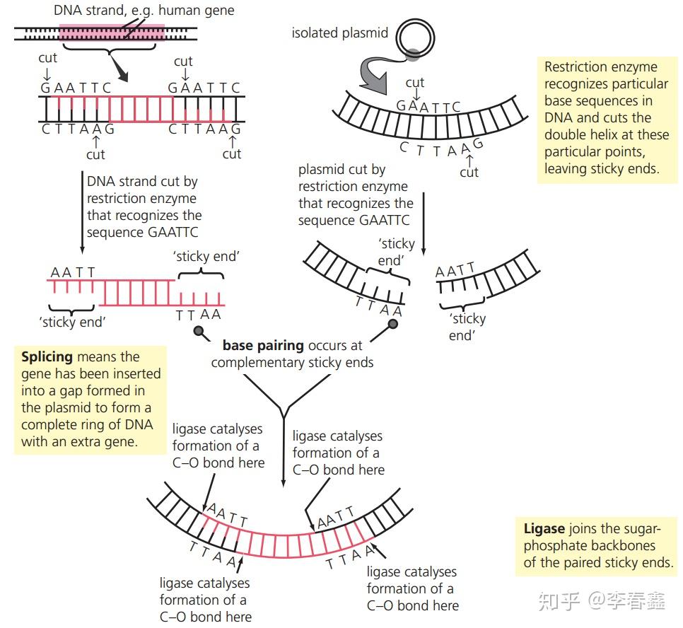 Topic 3.5 Genetic modification and biotechnology - 知乎