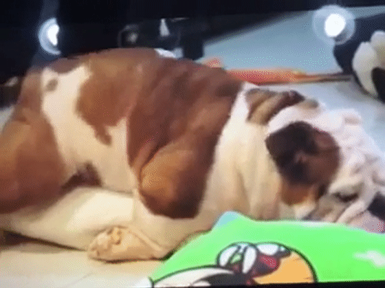 狗狗什么时候发情 狗狗最佳配种时间 宠物怀孕的症状怎么判断是否怀孕 知乎