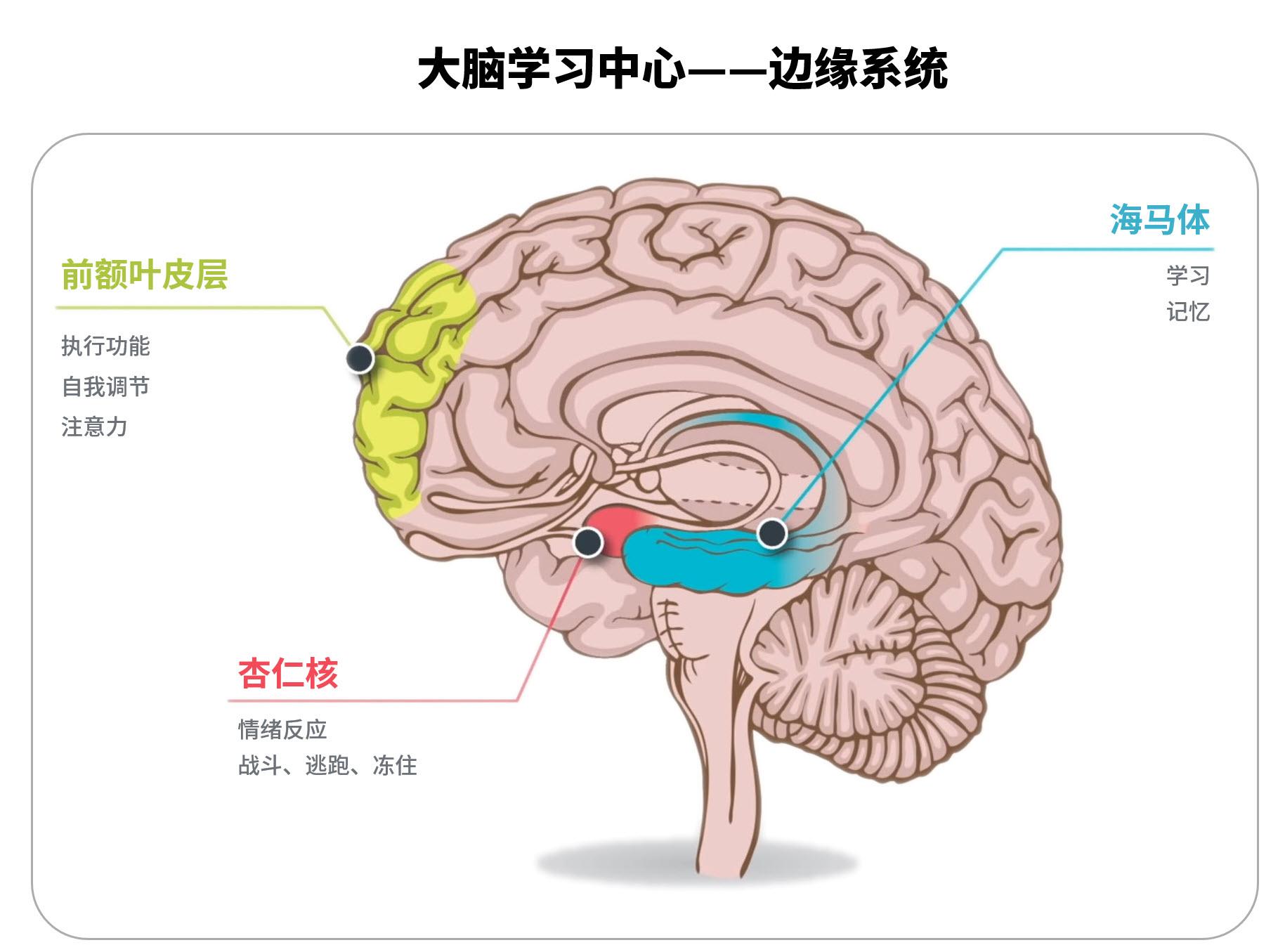 前额叶皮层,海马体和杏仁核是大脑边缘系统的关键部分