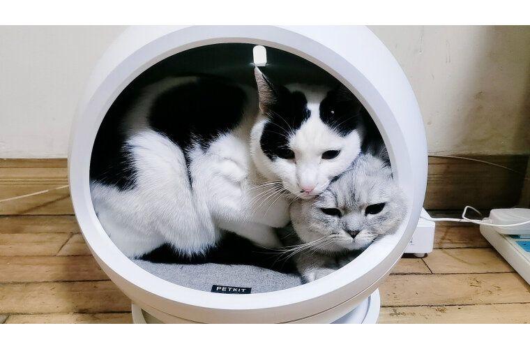 2026年最新TOP猫窝推荐:猫窝有必要买吗?猫窝买哪种比较好?