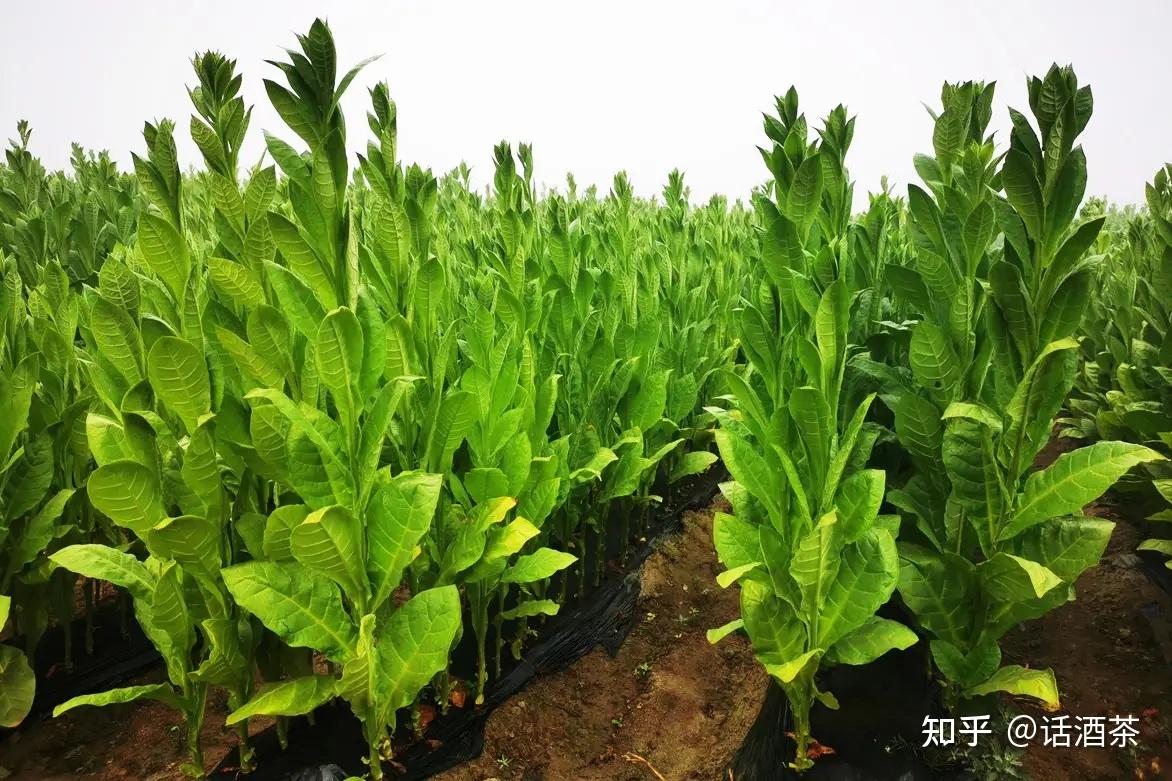 九种常见的香烟类型,看过的都说涨知识了! - 知乎