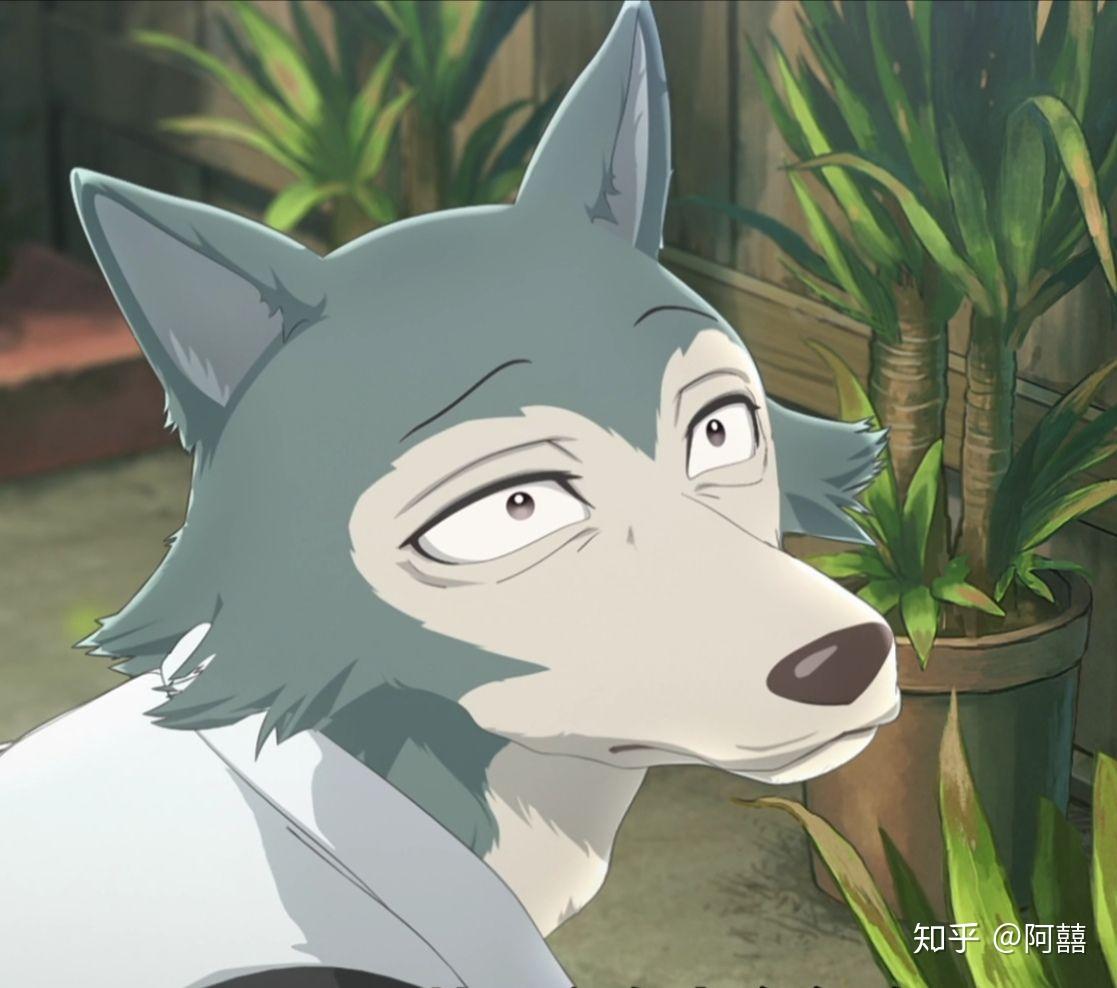 有哪些动物狂想曲/beastars好看的头像? - 知乎