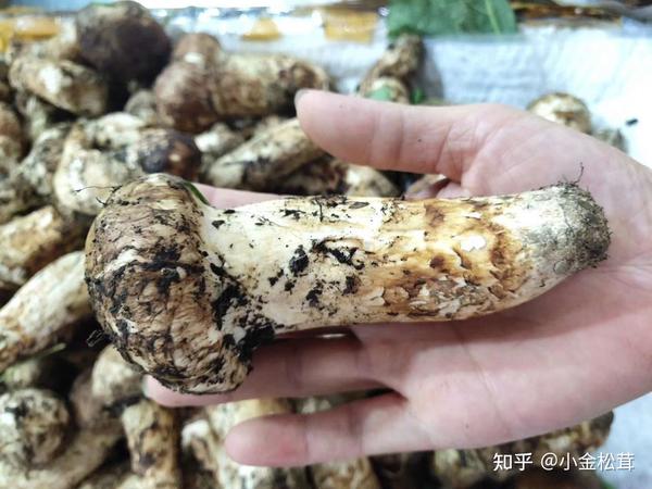 松茸的功效和地区,看这一篇就够了 - 知乎
