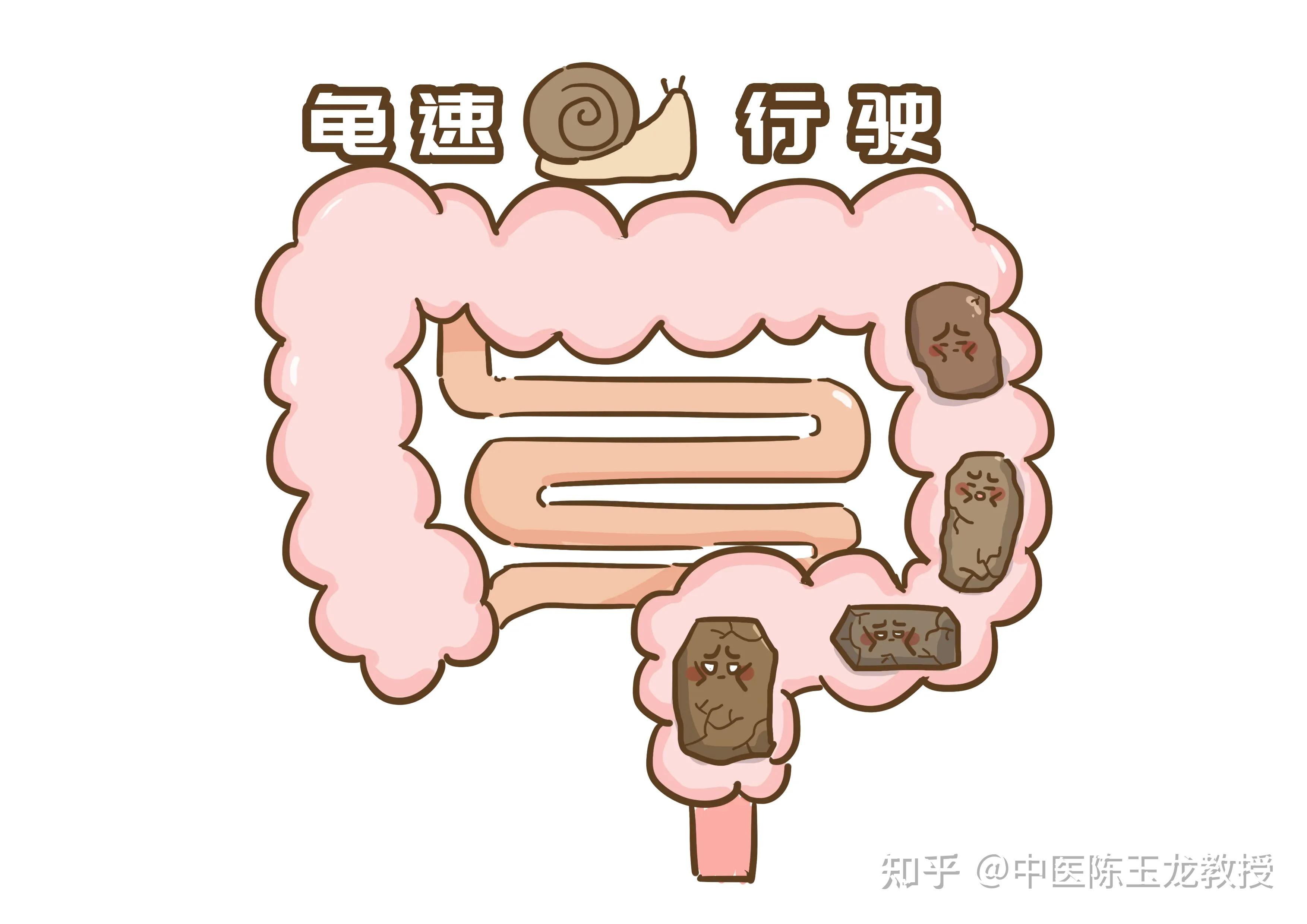 为什么木香顺气丸能让体内气机"顺畅"呢?