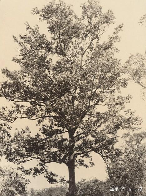 1922年西双版纳的景洪景观 - 知乎