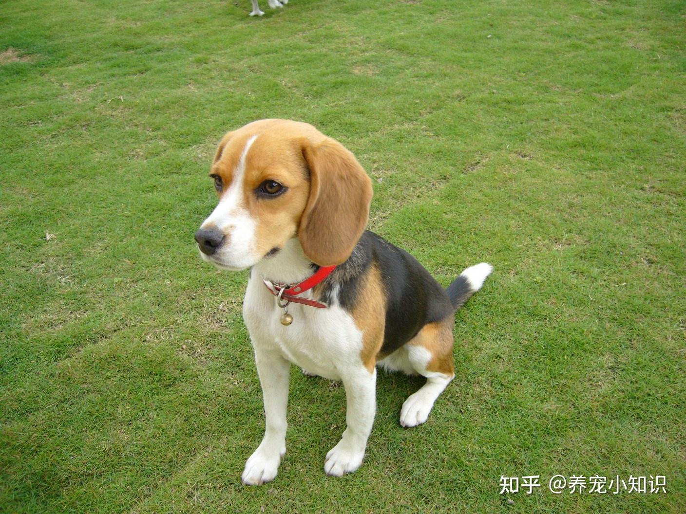 新手千万不要养的狗——“大魔王”比格犬，养之前，想清楚了 - 知乎