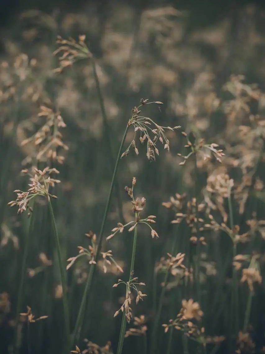 超级好看的绿色系壁纸,在这呢!护眼壁纸(绿色系列的壁纸)