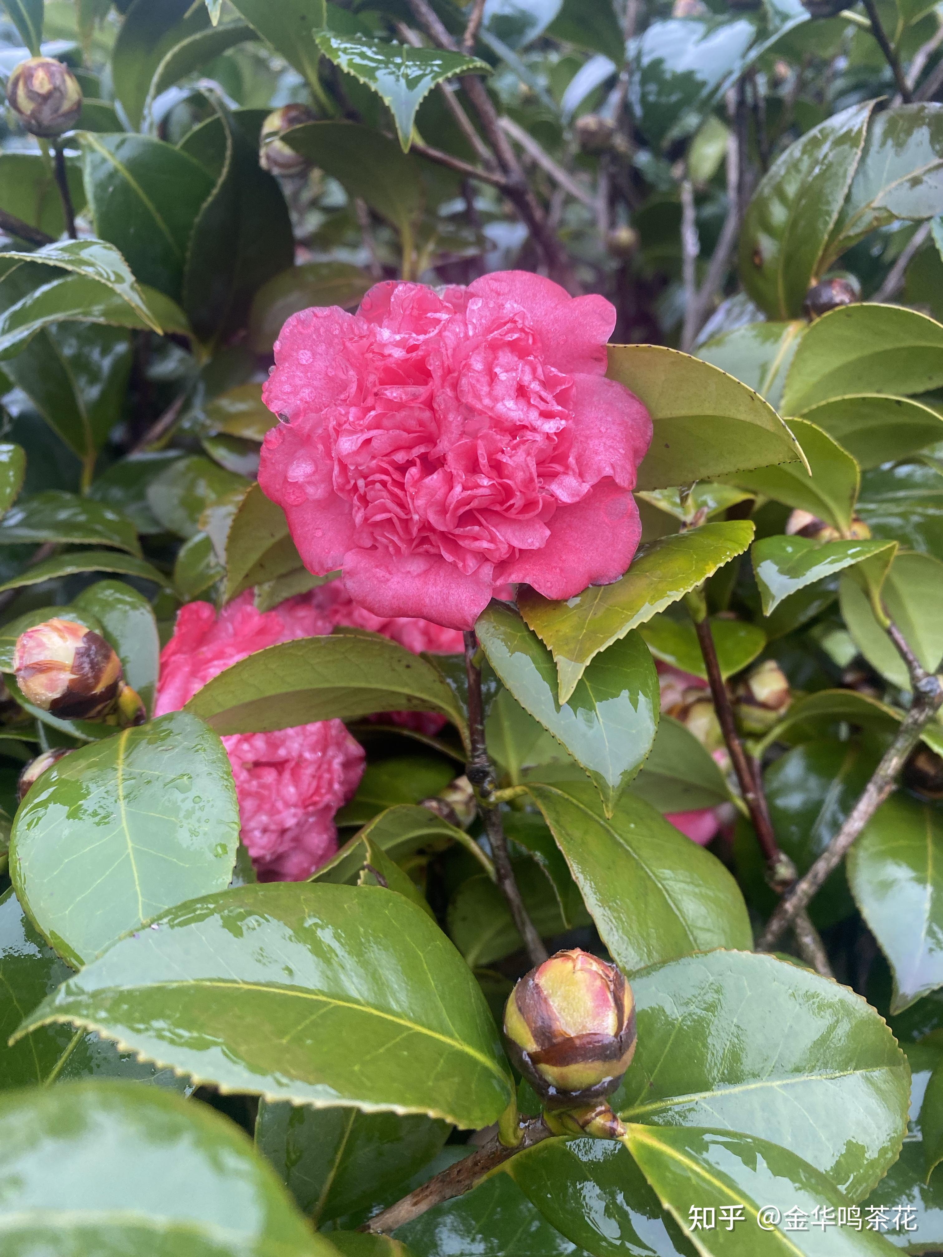 狮子笑茶花 - 知乎