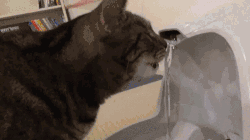 如何骗猫咪多喝水? 3 v2 649fda9660534e2d2afbafde0676dbaa 720w