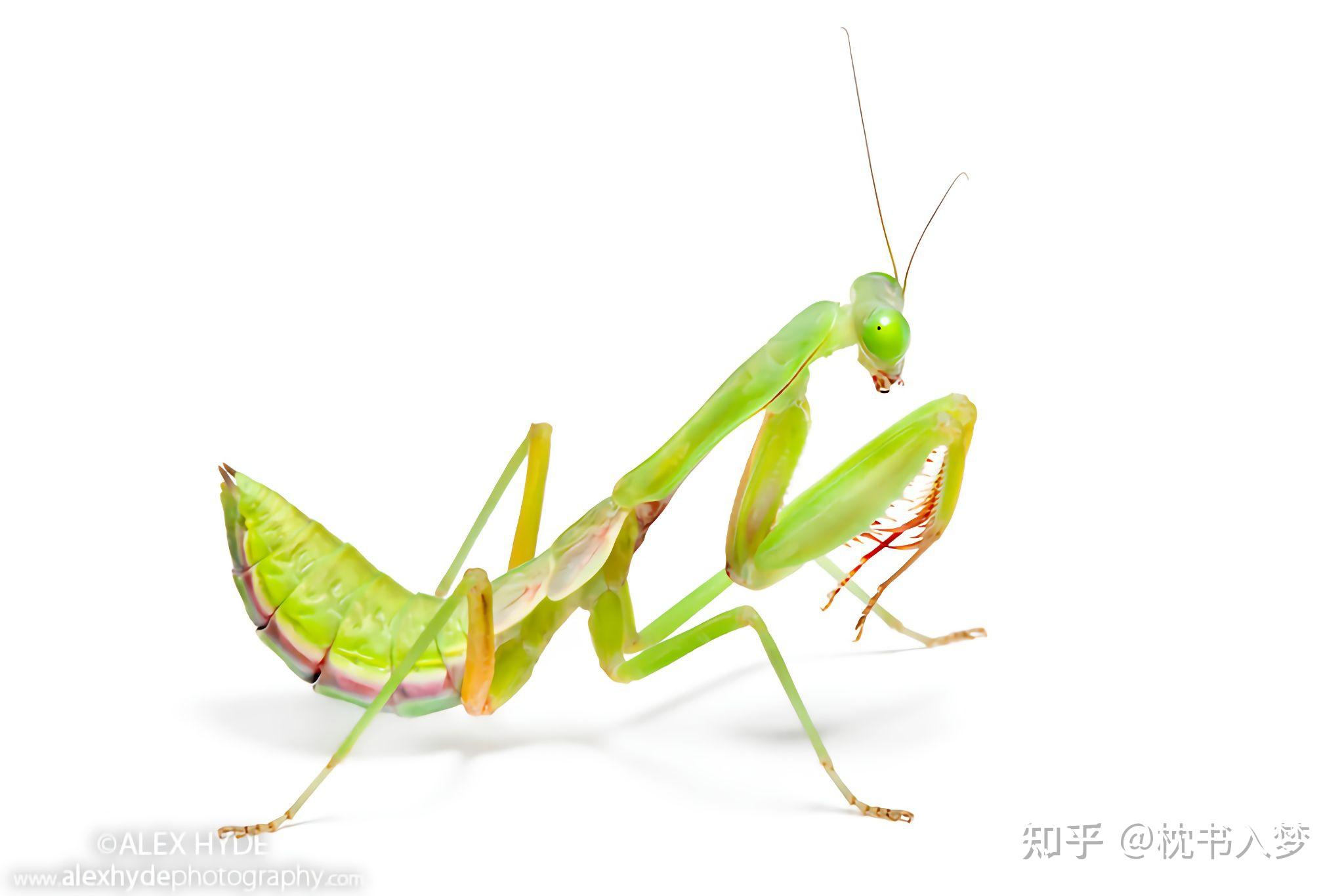 异宠——澳洲斧螳 - 知乎