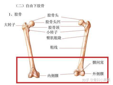 股骨组成膝关节的部分主要是大腿骨远端的内侧和外侧髁,是大腿骨末端