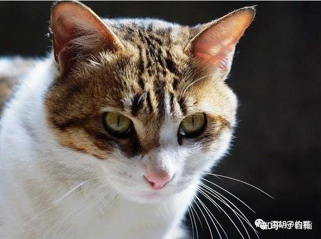 带你详细了解“土猫”的分类 - 知乎